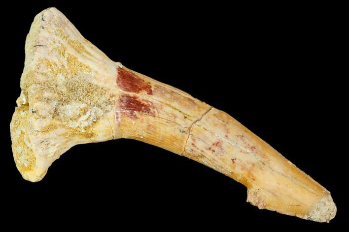 Fossil Sawfish (Onchopristis) Rostral Barb- Morocco #106385